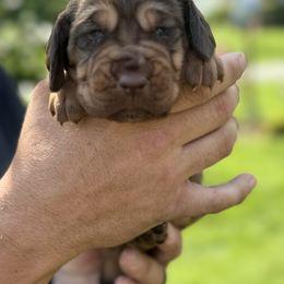 Green collar - Liver and tan female Bloodhound puppy in Lynchburg, Virginia from Clays Bloodhounds and Bassets