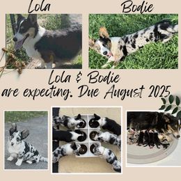 American Corgi puppies from DnD Corgis