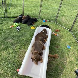 Doberman Pinscher Puppies from Jensen Dobermans