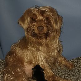 Mable - Yorkshire Terrier