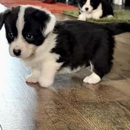 Wiggle-butt Wyatt - Black and white male Cardigan Welsh Corgi puppy in Omaha, Arkansas from DnD Corgis