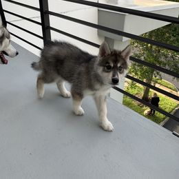 Siberian Husky Puppies from SoFlo Siberians