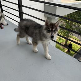 Siberian Husky Puppies from SoFlo Siberians