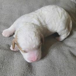 Boy 2 - Cream male Goldendoodle puppy in Austin, Texas from Doodles Fur Days