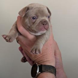 Orange Collar Boy - Blue male French Bulldog puppy in Melba, Idaho from Frost's Frenchies