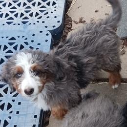 Yellow Girl - Phantom female Bernedoodle puppy in Kimberly, Idaho from Wizardwood Doodles
