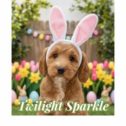 Twilight Sparkle - Apricot female Australian Labradoodle puppy in Gladstone, Oregon from Beaver State Labradoodles