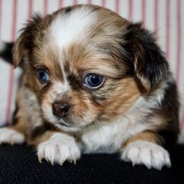 Pierre - Merle male Chihuahua puppy in Burleson, Texas from Luxe Paradise House of Chi