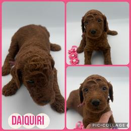 Daiquiri - Red  female Poodle puppy in Mount Vernon, Illinois from AMC Poodles