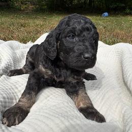 Delta - Phantom female Poodle puppy in Troy, New Hampshire from SP Standard Poodles