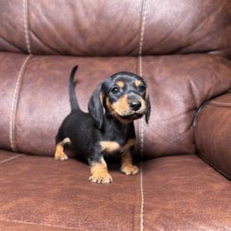 Matt - Black and tan male Dachshund puppy in Magnolia, Texas from Hillyard Ranch