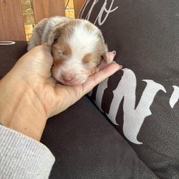 Red Merle female 1 - Red merle female Toy Australian Shepherd puppy in Brashear, Texas from Double R farms