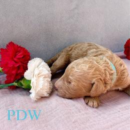 Blue Collar Male - Apricot male Goldendoodle puppy in Conway, South Carolina from Poodle Doodle World