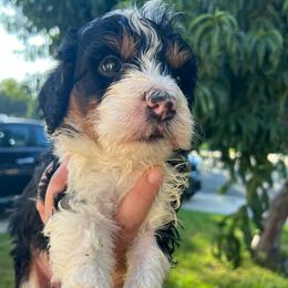 Stella - Tri-color female Bernedoodle puppy in Los Angeles, California from Bernied00dle Love