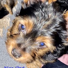 Nico - Yorkshire Terrier