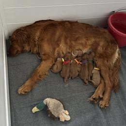 Golden Retriever Puppies from Red Belle Golden Retrievers
