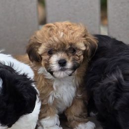 Bambi - Brown female Shichon puppy in Bradford, Ohio from Ted E. Bear Patch