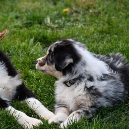 Australian Shepherd All Grown Up from K & R Australian Shepherds