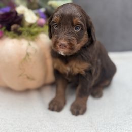 Crostini - Chocolate female Australian Labradoodle puppy in Denton, Texas from Liberty Hill Labradoodles