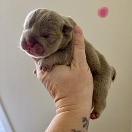 Violet - Lilac tri-color female Bulldog puppy in Hernando, Mississippi from Blues City Bulldogs