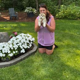 Girl 1 - Gray and white female Alaskan Malamute puppy in Ramsey, Minnesota from Windchaser Kennels