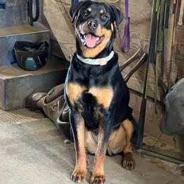 Wanda - Rottweiler