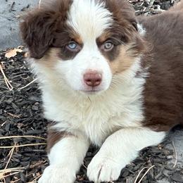 Chrissie - Red tri Miniature Australian Shepherd puppy in Colorado from Pittenweem Farm
