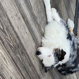 Australian Shepherds from Forest River Aussies