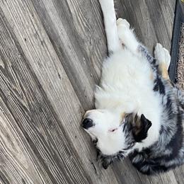 Australian Shepherds from Forest River Aussies