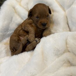 Goldendoodle and Maltipoo Puppies from Jessica's Maltipoo and Goldendoodle