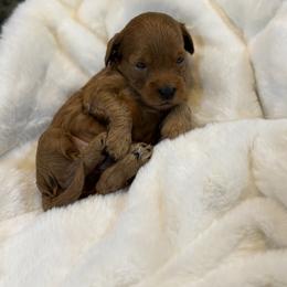 Goldendoodle and Maltipoo Puppies from Jessica's Maltipoo and Goldendoodle