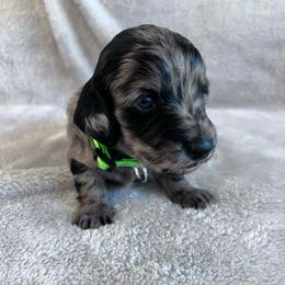 Romeo - Dapple male Dachshund puppy in Ocala, Florida from Weenie Boops