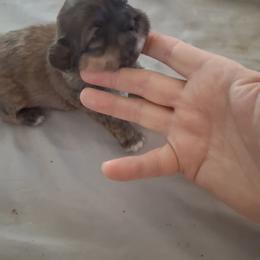 Girl 3 - Red female Shih Tzu puppy in Lake Worth, Florida from Shih Tzu Cottage