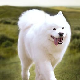 Samoyeds from Subarktika Samoyeds