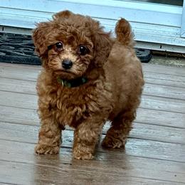 Poodles from Lidiya Poodles
