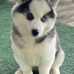 Siberian Huskies from Southern Blues Siberian Huskies