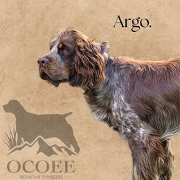 Argo - English Springer Spaniel