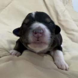 Girl 1 - Black tri-color female Australian Shepherd puppy in Sudbury, Massachusetts from Wild Atlantic  Aussies