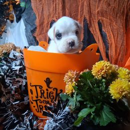 Boy 3 - White male Boxer puppy in Pikeville, Kentucky from Boxers of Whispered Wishes