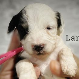 Lane - Black and white Aussiedoodle puppy in Houston, Texas from Jomelkin Furry Pals