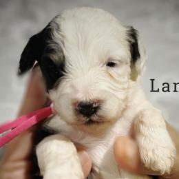 Lane - Black and white Aussiedoodle puppy in Houston, Texas from Jomelkin Furry Pals