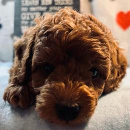 Oscar - Red  male Goldendoodle puppy in White Pigeon, Michigan from Delaryedoodles