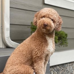 Luna - Australian Labradoodle
