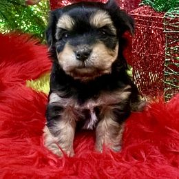 Havanese Puppies from Rose Hill Havanese
