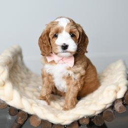 Australian Labradoodle Puppies from Snooze and Sniff Labradoodles