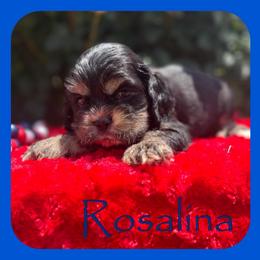 Rosalina - Black and tan female Cocker Spaniel puppy in Clinton, Oklahoma from Enchanted Spaniels