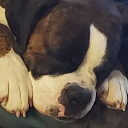 Babz - Boxer