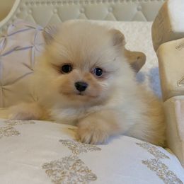 Pomeranian Puppies from Highlander Pomeranians
