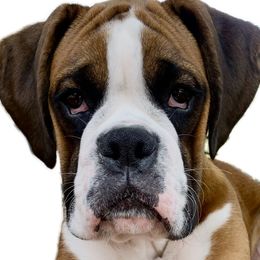 Boxers from Love and Loyalty Boxers