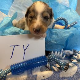Ty - Blue merle white and tan male Collie puppy in Carencro, Louisiana from Cajun Bayou's Collies LLC